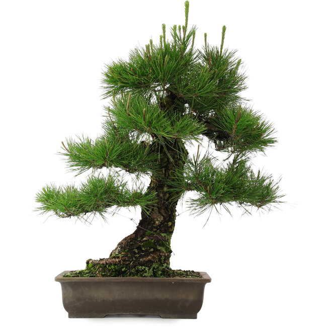 Pinus densiflora, 68 cm, ± 25 años