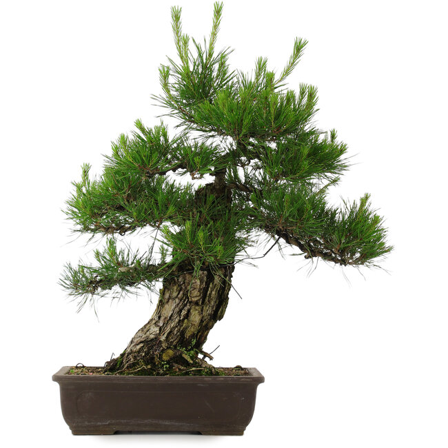 Pinus densiflora, 64 cm, ± 25 años