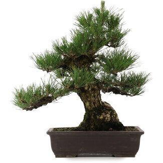 Pinus thunbergii, 55 cm, ± 25 años