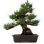 Pinus thunbergii, 55 cm, ± 25 años