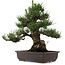 Pinus thunbergii, 55 cm, ± 25 años