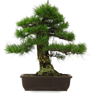 Pinus thunbergii, 57 cm, ± 25 years old