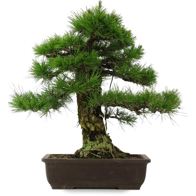 Pinus thunbergii, 57 cm, ± 25 jaar oud