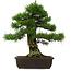 Pinus thunbergii, 57 cm, ± 25 jaar oud