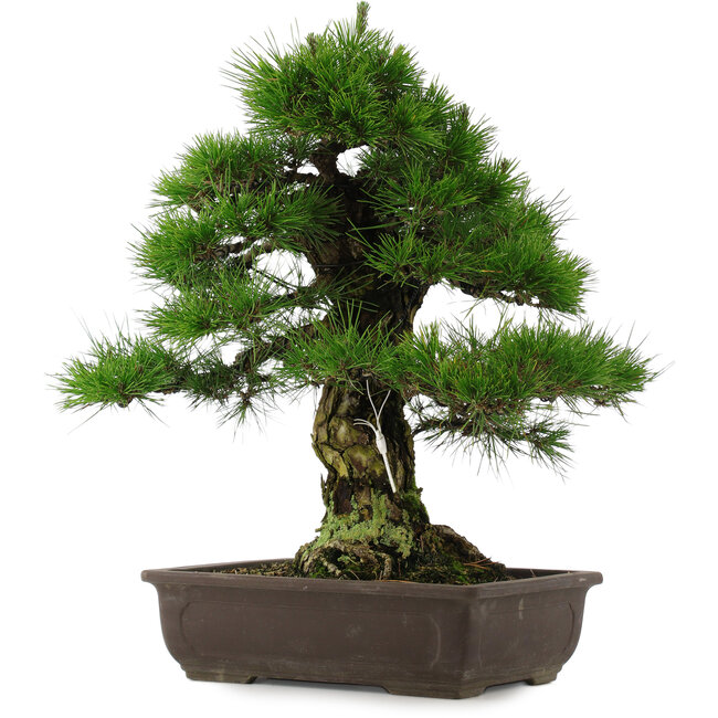 Pinus thunbergii, 57 cm, ± 25 jaar oud