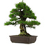 Pinus thunbergii, 57 cm, ± 25 jaar oud