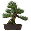 Pinus thunbergii, 55 cm, ± 25 años