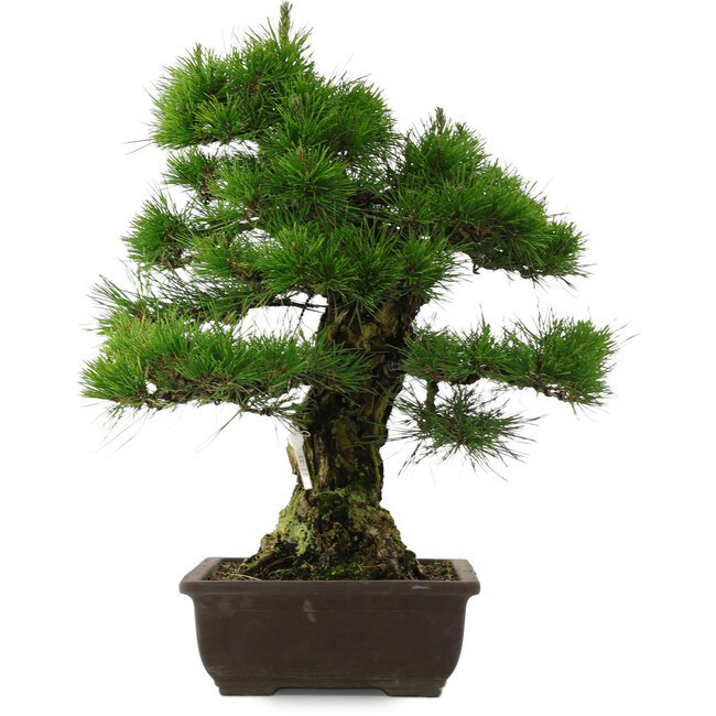 Pinus thunbergii, 57 cm, ± 25 jaar oud