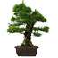 Pinus thunbergii, 57 cm, ± 25 jaar oud