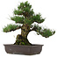 Pinus thunbergii, 55 cm, ± 25 años