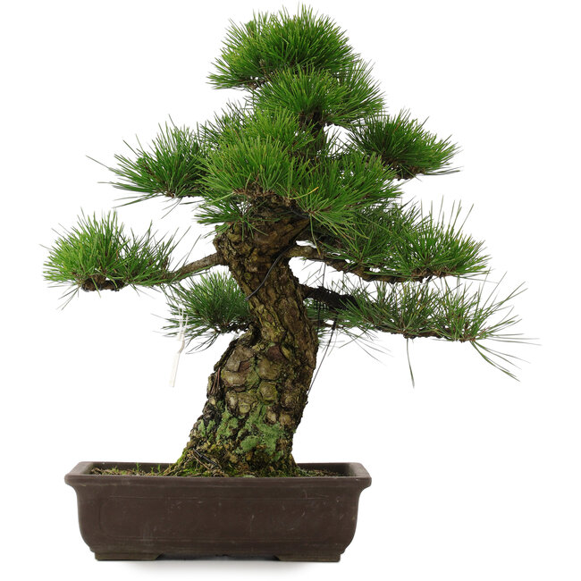 Pinus thunbergii, 55 cm, ± 25 años