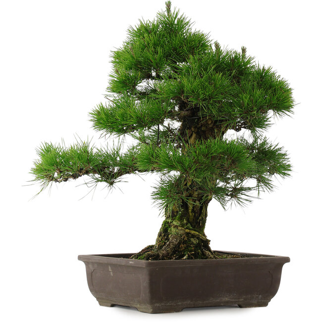 Pinus thunbergii, 57 cm, ± 25 jaar oud