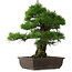 Pinus thunbergii, 57 cm, ± 25 jaar oud