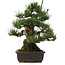 Pinus thunbergii, 55 cm, ± 25 años