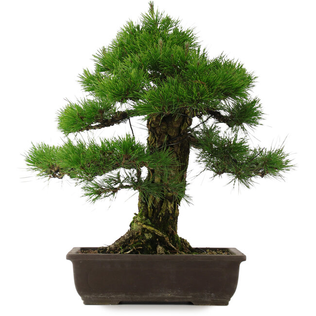 Pinus thunbergii, 57 cm, ± 25 jaar oud