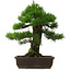 Pinus thunbergii, 57 cm, ± 25 jaar oud