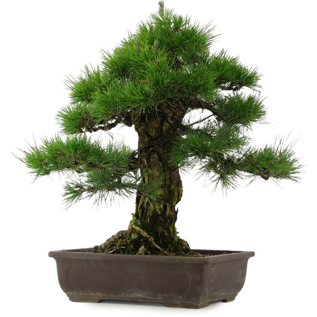 Pinus thunbergii, 57 cm, ± 25 jaar oud