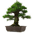 Pinus thunbergii, 57 cm, ± 25 jaar oud