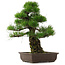 Pinus thunbergii, 55 cm, ± 25 años