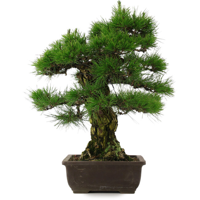 Pinus thunbergii, 57 cm, ± 25 jaar oud