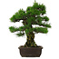 Pinus thunbergii, 57 cm, ± 25 years old
