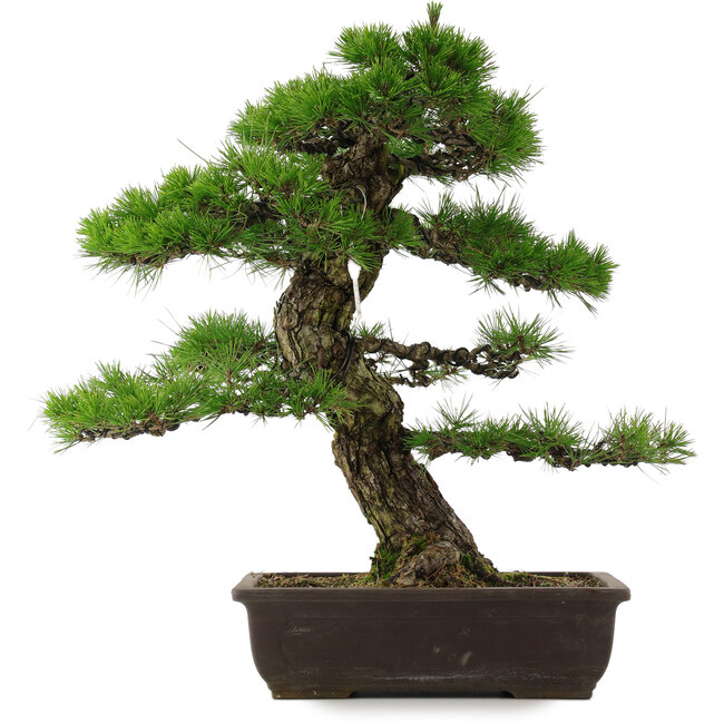 Pinus thunbergii, 58 cm, ± 25 Jahre alt