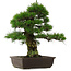 Pinus thunbergii, 57 cm, ± 25 años