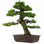 Pinus thunbergii, 58 cm, ± 25 Jahre alt