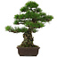 Pinus thunbergii, 55 cm, ± 25 años