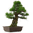 Pinus thunbergii, 55 cm, ± 25 años