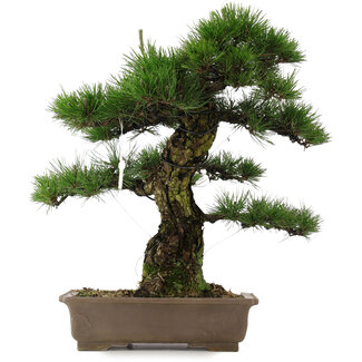 Pinus thunbergii, 63 cm, ± 25 años