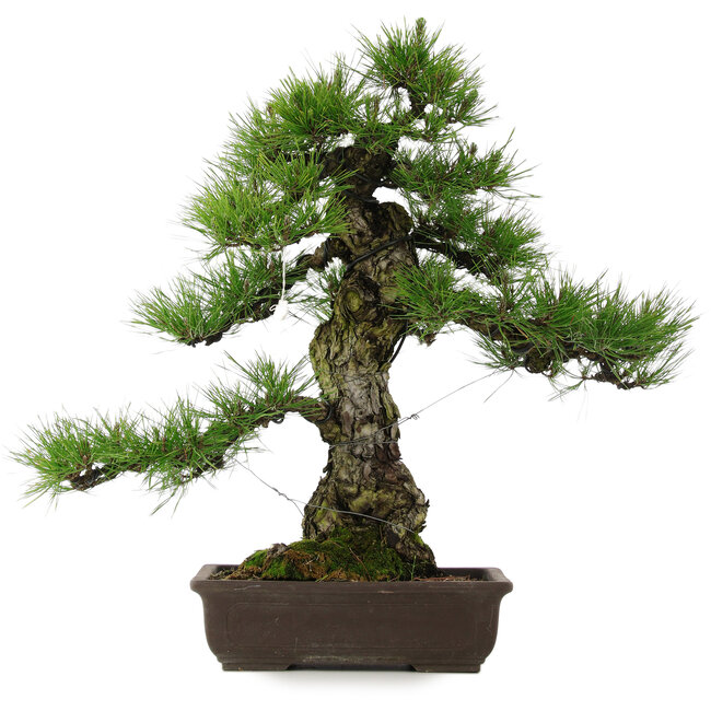 Pinus thunbergii, 63 cm, ± 25 años