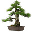 Pinus thunbergii, 63 cm, ± 25 años