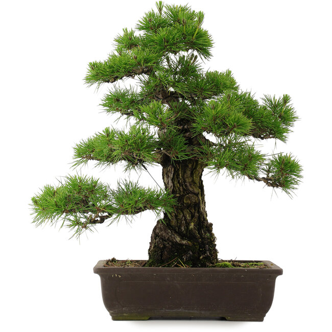 Pinus thunbergii, 55,5 cm, ± 25 años