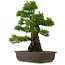 Pinus thunbergii, 55,5 cm, ± 25 años