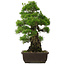 Pinus thunbergii, 55,5 cm, ± 25 Jahre alt