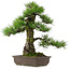 Pinus thunbergii, 63 cm, ± 25 Jahre alt