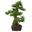 Pinus thunbergii, 63 cm, ± 25 años