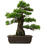 Pinus thunbergii, 55,5 cm, ± 25 años