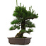 Pinus thunbergii, 64 cm, ± 25 Jahre alt