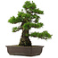 Pinus thunbergii, 55,5 cm, ± 25 años