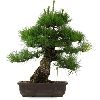 Pinus thunbergii, 53,5 cm, ± 25 años