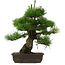 Pinus thunbergii, 53,5 cm, ± 25 años