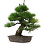 Pinus thunbergii, 53,5 cm, ± 25 años