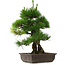 Pinus thunbergii, 53,5 cm, ± 25 años