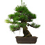 Pinus thunbergii, 53,5 cm, ± 25 años