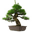 Pinus thunbergii, 53,5 cm, ± 25 Jahre alt