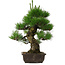 Pinus thunbergii, 53,5 cm, ± 25 años