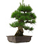 Pinus thunbergii, 53,5 cm, ± 25 años