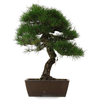 Pinus thunbergii, 56 cm, ± 20 años